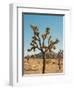 Joshua Tree Moon-Bethany Young-Framed Premium Photographic Print