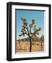 Joshua Tree Moon-Bethany Young-Framed Photographic Print