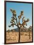 Joshua Tree Moon-Bethany Young-Framed Photographic Print