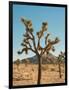 Joshua Tree Moon-Bethany Young-Framed Photographic Print