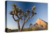 Joshua Tree National Park at Dawn, California, United States of America, North America-Ben Pipe-Stretched Canvas