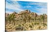 Joshua Tree National Park, California - Blue Sky and Rocks-Lantern Press-Stretched Canvas