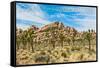 Joshua Tree National Park, California - Blue Sky and Rocks-Lantern Press-Framed Stretched Canvas