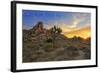 Joshua Tree National Park, California - Sunrise-Lantern Press-Framed Art Print