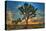 Joshua Tree National Park, California - Tree in Center-Lantern Press-Stretched Canvas