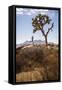 Joshua Tree National Park, California, USA: A Male Runner Running Along Behind A Joshua Tree-Axel Brunst-Framed Stretched Canvas