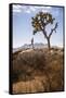 Joshua Tree National Park, California, USA: A Male Runner Running Along Behind A Joshua Tree-Axel Brunst-Framed Stretched Canvas