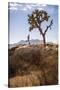 Joshua Tree National Park, California, USA: A Male Runner Running Along Behind A Joshua Tree-Axel Brunst-Stretched Canvas