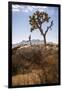 Joshua Tree National Park, California, USA: A Male Runner Running Along Behind A Joshua Tree-Axel Brunst-Framed Photographic Print