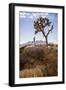 Joshua Tree National Park, California, USA: A Male Runner Running Along Behind A Joshua Tree-Axel Brunst-Framed Photographic Print