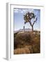 Joshua Tree National Park, California, USA: A Male Runner Running Along Behind A Joshua Tree-Axel Brunst-Framed Photographic Print