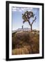 Joshua Tree National Park, California, USA: A Male Runner Running Along Behind A Joshua Tree-Axel Brunst-Framed Premium Photographic Print