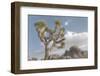 Joshua Tree National Park III-Alan Majchrowicz-Framed Premium Photographic Print