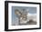 Joshua Tree National Park III-Alan Majchrowicz-Framed Premium Photographic Print