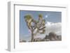 Joshua Tree National Park III-Alan Majchrowicz-Framed Premium Photographic Print