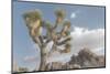 Joshua Tree National Park III-Alan Majchrowicz-Mounted Premium Photographic Print