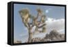 Joshua Tree National Park III-Alan Majchrowicz-Framed Stretched Canvas