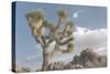 Joshua Tree National Park III-Alan Majchrowicz-Stretched Canvas