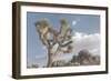 Joshua Tree National Park III-Alan Majchrowicz-Framed Photographic Print