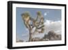 Joshua Tree National Park III-Alan Majchrowicz-Framed Photographic Print