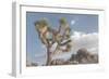 Joshua Tree National Park III-Alan Majchrowicz-Framed Photographic Print