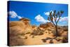 Joshua Tree National Park Jumbo Rocks in Yucca Valley Mohave Desert California USA-holbox-Stretched Canvas