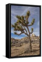 Joshua Tree National Park-Richard T. Nowitz-Framed Stretched Canvas