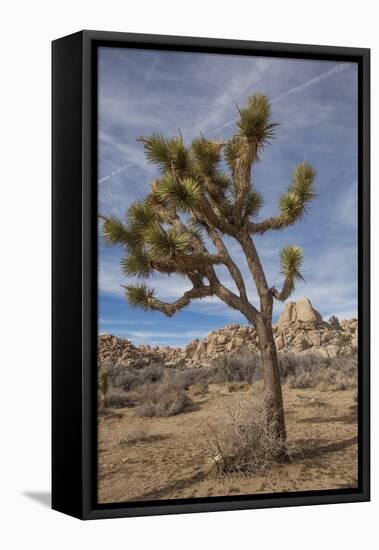 Joshua Tree National Park-Richard T. Nowitz-Framed Stretched Canvas