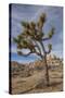 Joshua Tree National Park-Richard T. Nowitz-Stretched Canvas