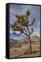 Joshua Tree National Park-Richard T. Nowitz-Framed Stretched Canvas