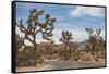 Joshua Tree National Park-Richard T. Nowitz-Framed Stretched Canvas