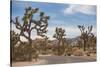 Joshua Tree National Park-Richard T. Nowitz-Stretched Canvas