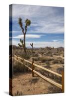 Joshua Tree National Park-Richard T. Nowitz-Stretched Canvas