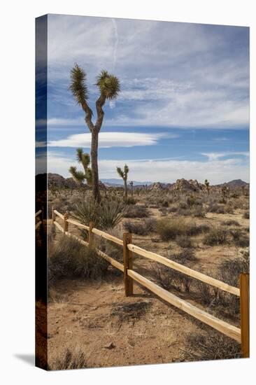 Joshua Tree National Park-Richard T. Nowitz-Stretched Canvas