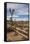 Joshua Tree National Park-Richard T. Nowitz-Framed Stretched Canvas