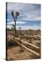 Joshua Tree National Park-Richard T. Nowitz-Stretched Canvas