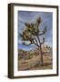 Joshua Tree National Park-Richard T. Nowitz-Framed Photographic Print