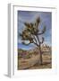 Joshua Tree National Park-Richard T. Nowitz-Framed Photographic Print