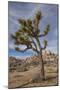 Joshua Tree National Park-Richard T. Nowitz-Mounted Photographic Print