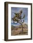 Joshua Tree National Park-Richard T. Nowitz-Framed Photographic Print