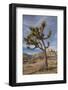 Joshua Tree National Park-Richard T. Nowitz-Framed Photographic Print