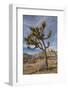 Joshua Tree National Park-Richard T. Nowitz-Framed Photographic Print