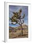 Joshua Tree National Park-Richard T. Nowitz-Framed Photographic Print