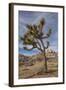 Joshua Tree National Park-Richard T. Nowitz-Framed Photographic Print