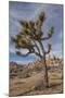 Joshua Tree National Park-Richard T. Nowitz-Mounted Photographic Print