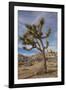 Joshua Tree National Park-Richard T. Nowitz-Framed Photographic Print