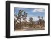 Joshua Tree National Park-Richard T. Nowitz-Framed Photographic Print