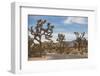 Joshua Tree National Park-Richard T. Nowitz-Framed Photographic Print