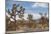 Joshua Tree National Park-Richard T. Nowitz-Mounted Photographic Print