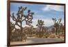 Joshua Tree National Park-Richard T. Nowitz-Framed Photographic Print